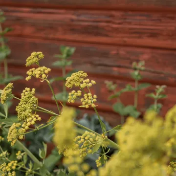 Blommor i trädgården på Masesgården Hälsohem.