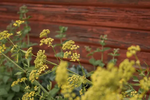 Blommor i trädgården på Masesgården Hälsohem.